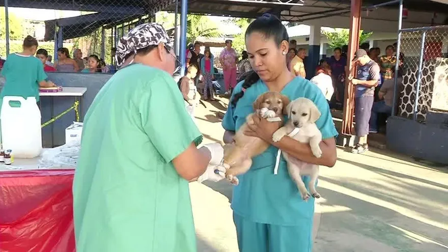 Continúa jornada de esterilización de mascotas