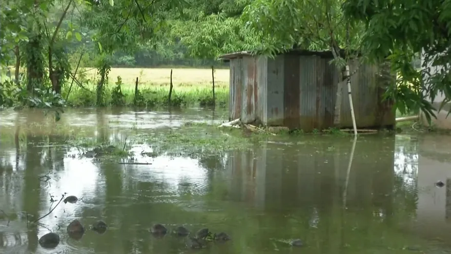 Cultivos de arroz y zapallos también reportan afectaciones por las inundaciones