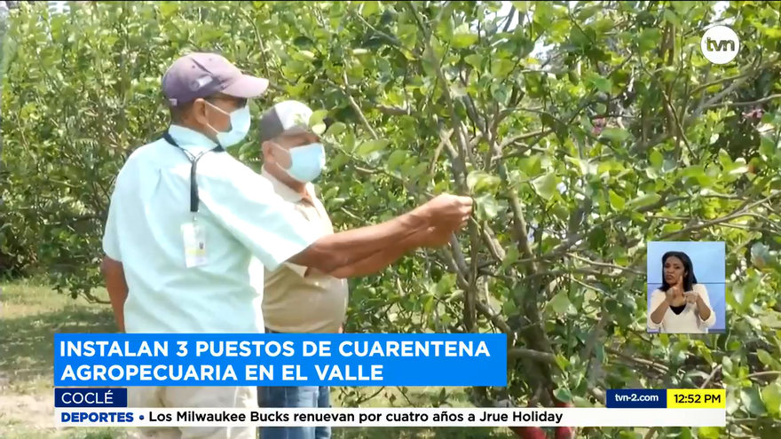 Cercan bacteria que afecta los cítricos en Coclé