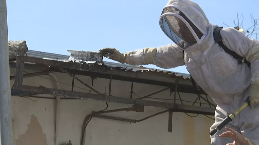 Personal especializado remueve un panal