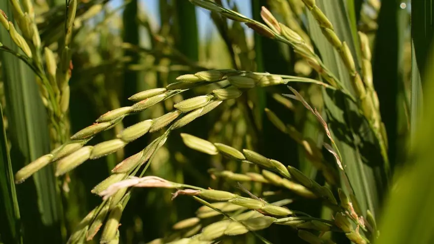 Imagen con fines ilustrativos de arroz.