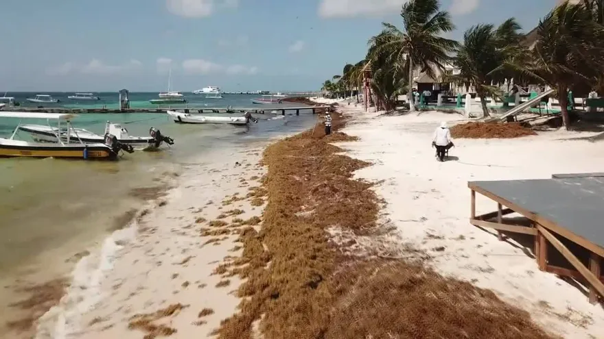 Sargazo, una amenaza que cubre las playas del Caribe mexicano
