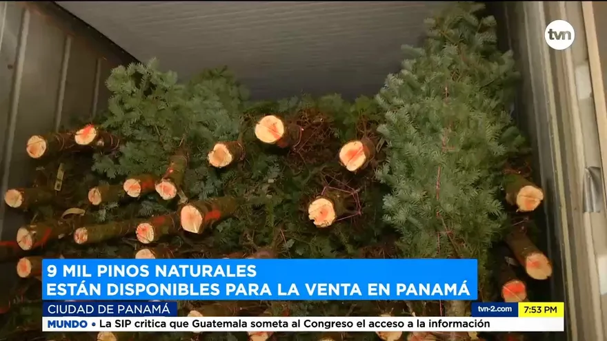 Ya están a la venta los pinos naturales en Panamá