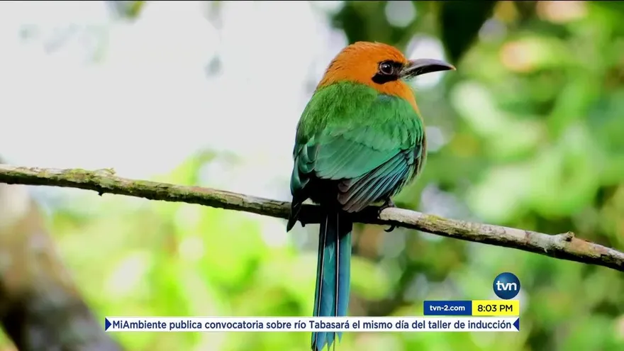 Panamá, paraíso de aves