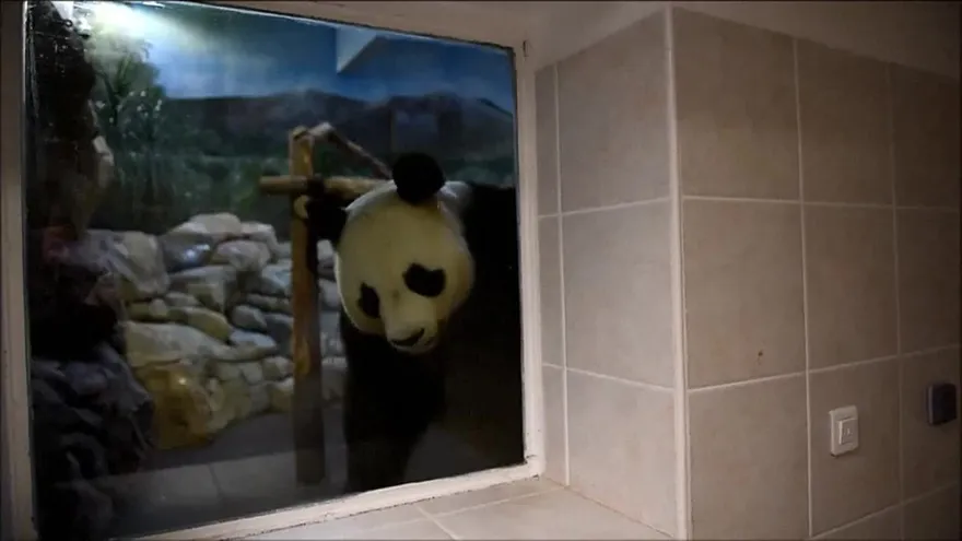 Francia espera el nacimiento de su primer bebé panda