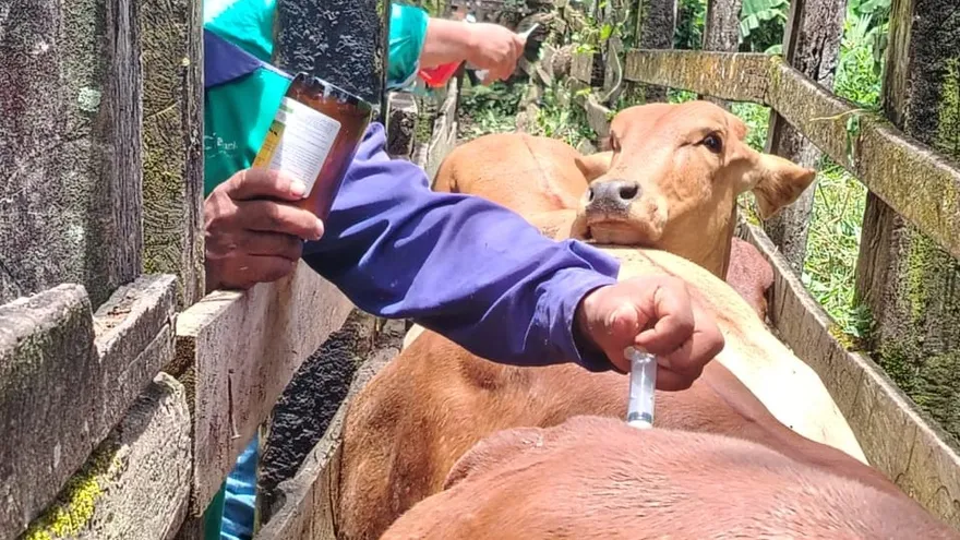 Vacunación de bovinos