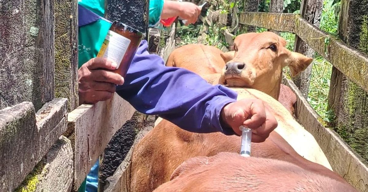 Confirman primer caso de rabia bovina en 2026 en Bocas del Toro