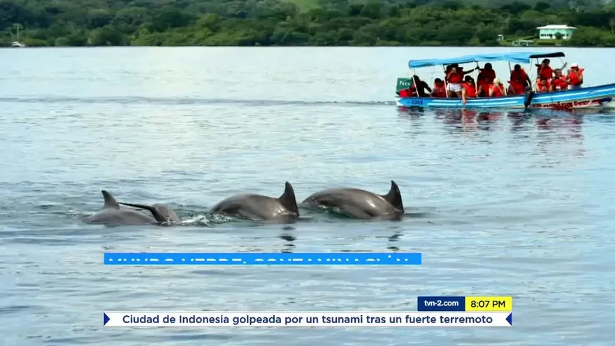 El efecto de la contaminación acústica en los océanos