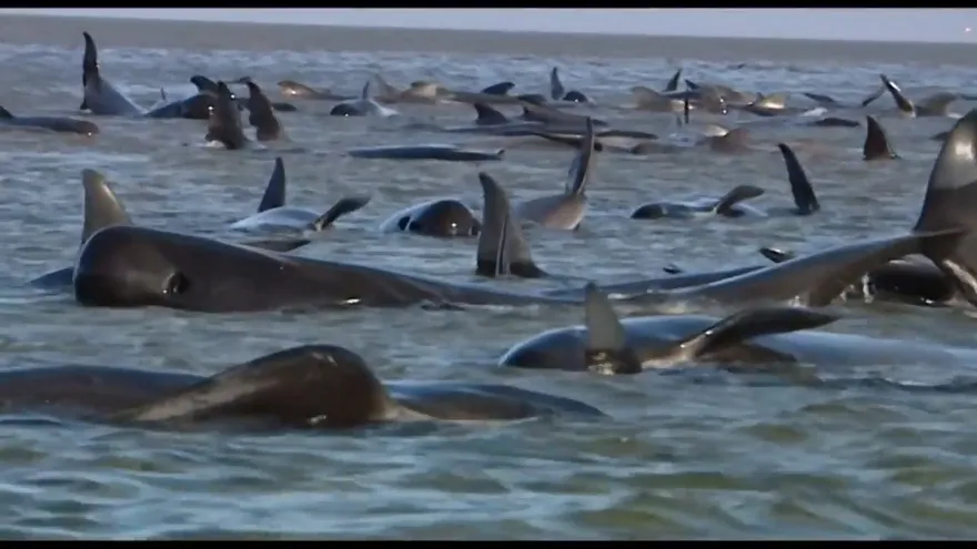 Rescatistas luchan por salvar casi 200 ballenas varadas en Australia