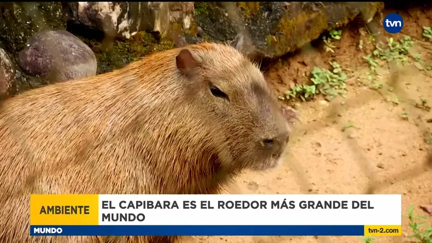 Mundo Verde: Los Capibaras