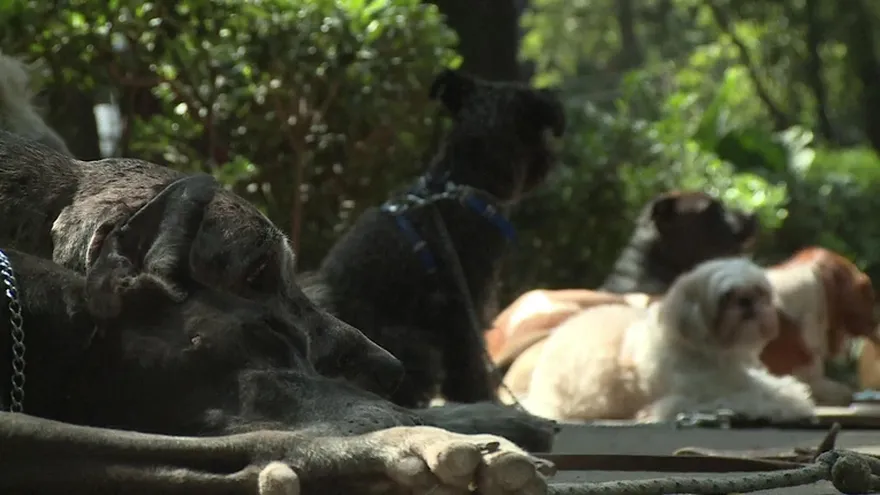 El misterioso "mataperros" de Ciudad de México