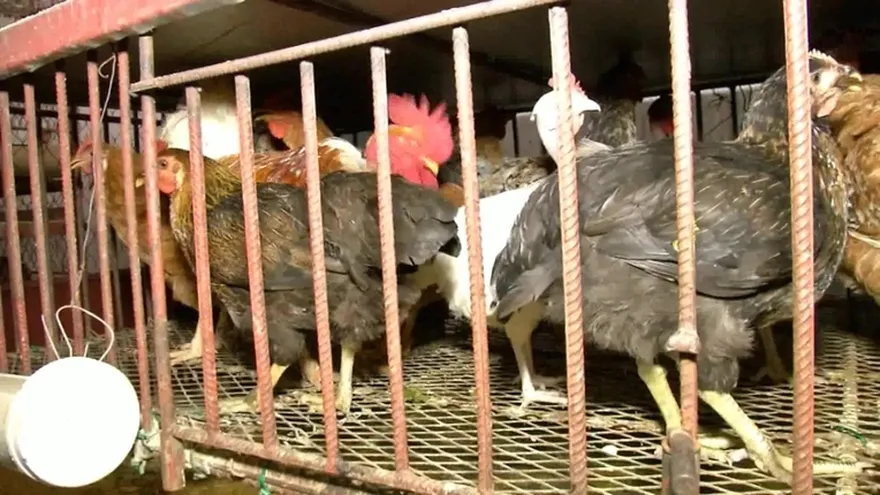 Cierran establecimientos por insalubres en Río Abajo