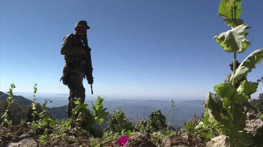 Ejército mexicano libra difícil batalla contra amapola