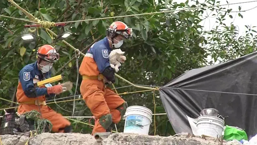 Perro sobrevivió 5 días bajo escombros de México