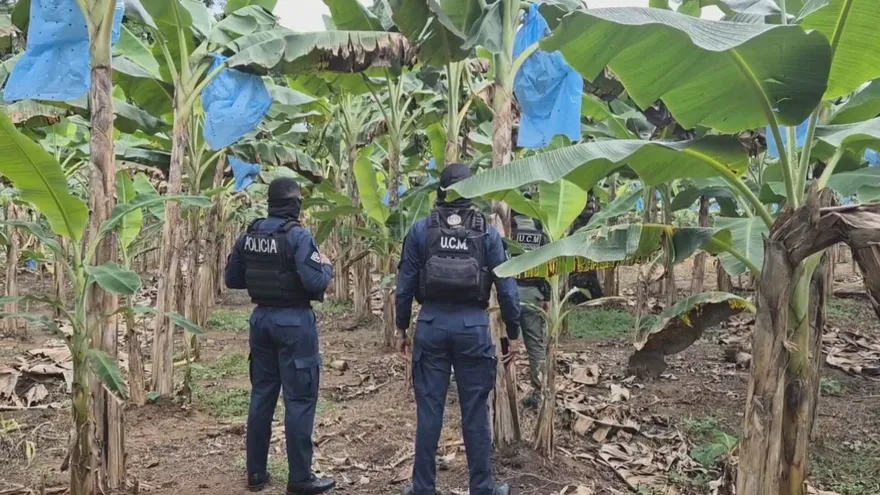 Policías vigilan producciónes de plátano en Bocas del Toro