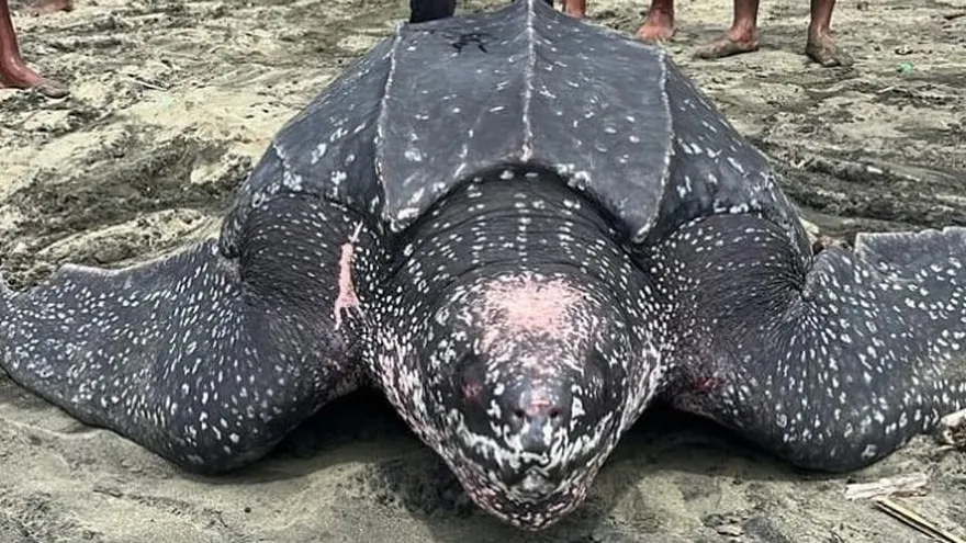 La tortuga fue puesta nuevamente en el mar