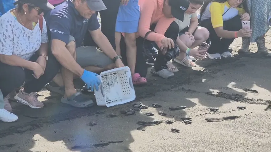 Veraguas: Altas temperaturas amenazan reproducción de tortugas marinas