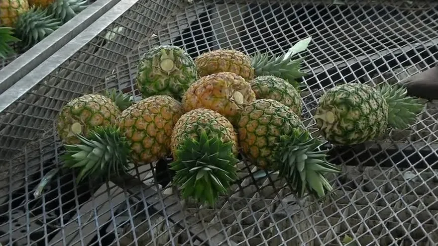 Aumenta el precio de la piña