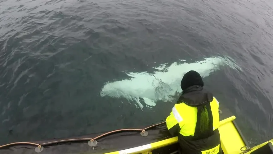 Beluga sospechosa de ser espía rusa, alimenta fantasías
