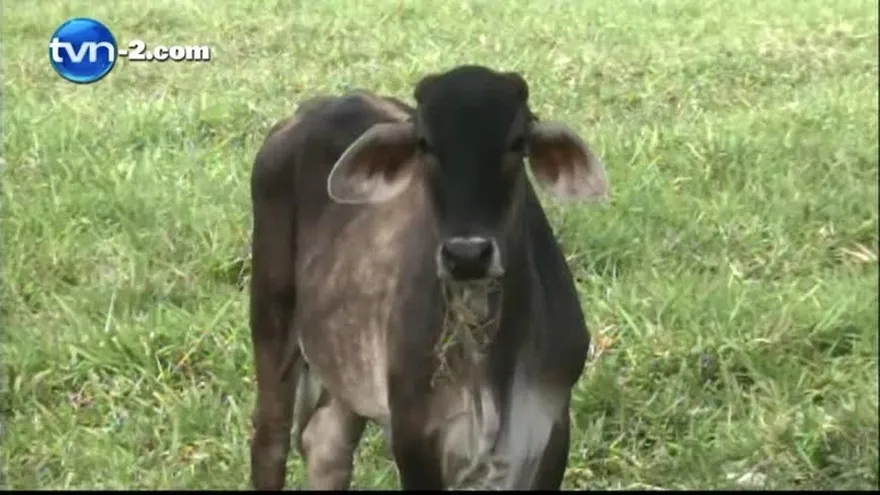 Denuncian incremento de hurtos pecuarios en Chiriquí