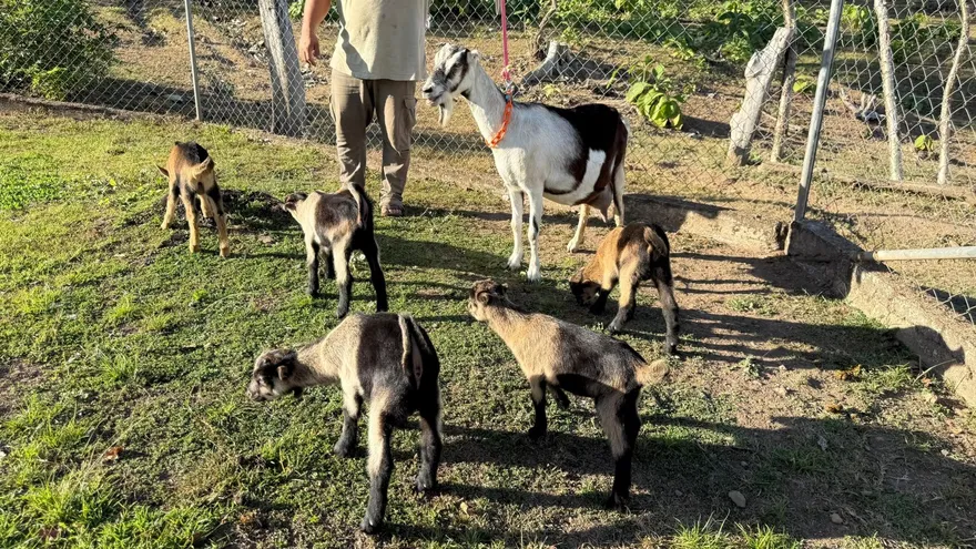 Quíntuples caprinos nacidos por inseminación artificial