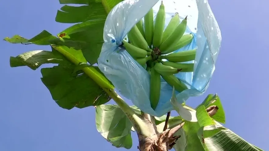 La crisis del ‘oro verde’ en Barú