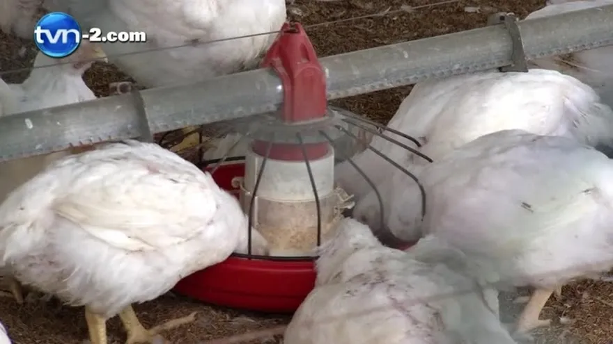 Avicultores en Panamá Oeste dicen sentirse afectados por las fluctuaciones