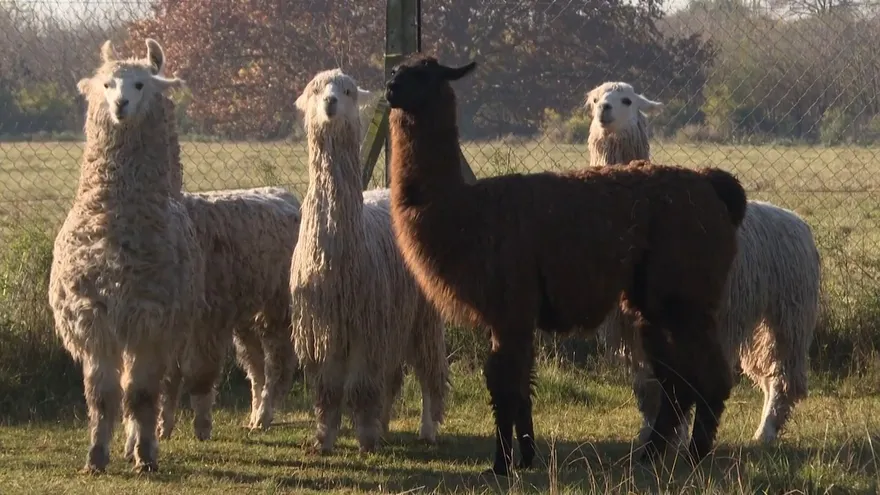 Las domadoras de virus argentinas que buscan en las llamas respuestas al covid-19