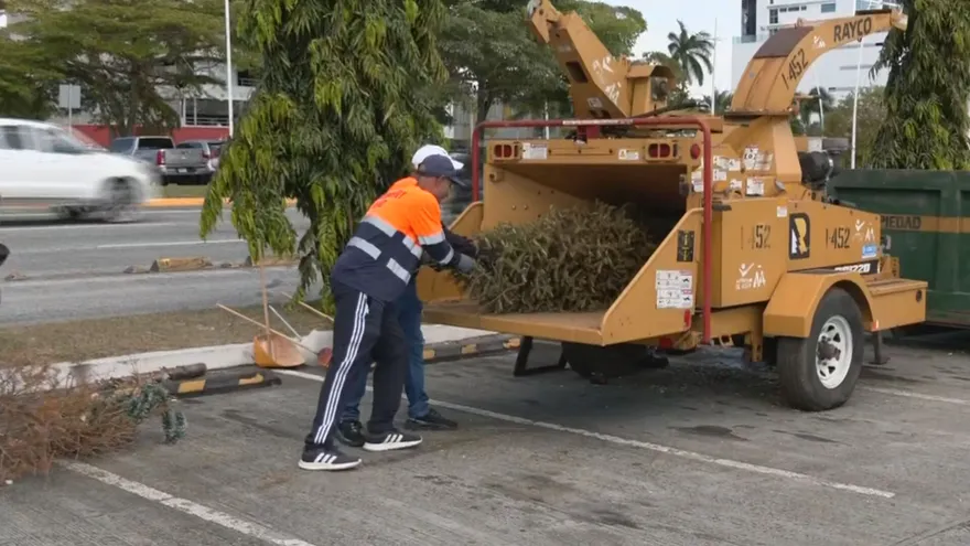 Recolección de arbolitos de Navidad