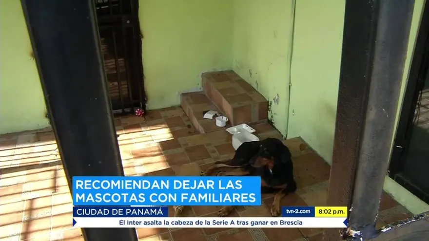 Recomiendan no abandonar a las mascotas durante las fiestas patrias