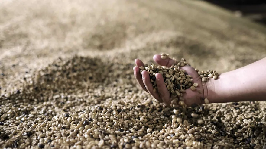 El encuentro reunirá por primera vez a unos 500 representantes de países cultivadores del grano.