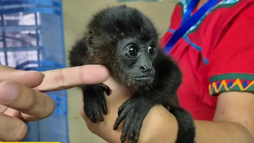 Salvan a monos aulladores que iban a ser vendidos en Bocas del Toro