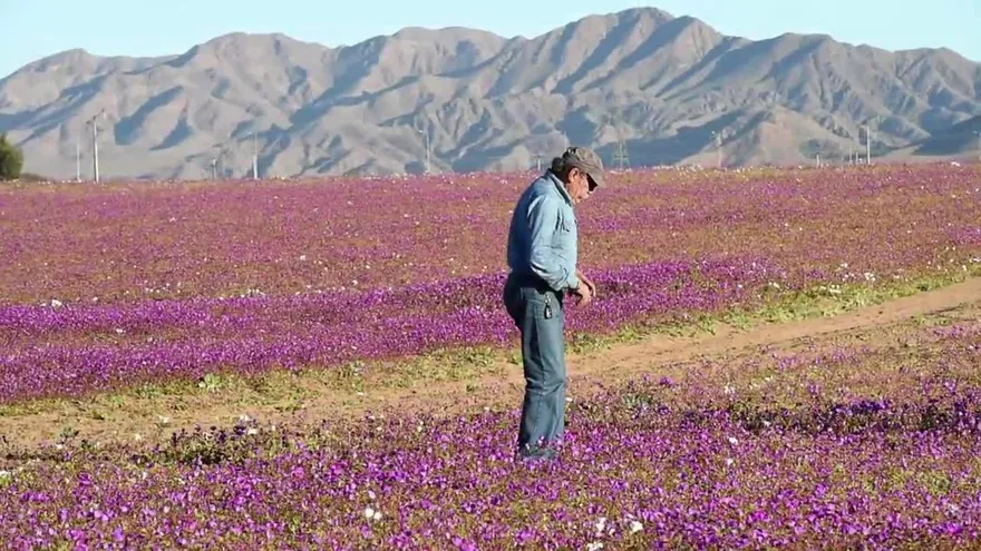 Lluvia convierte desierto de Atacama en un jardín florido