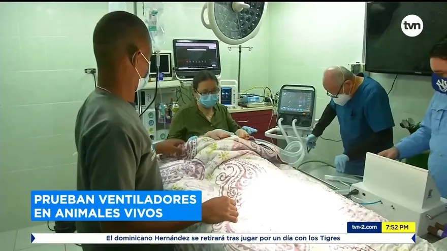 Prueban ventiladores en animales vivos