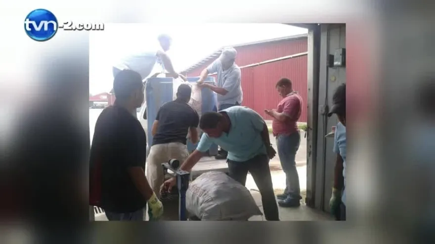 Decomisan langostas capturadas en tiempos de veda