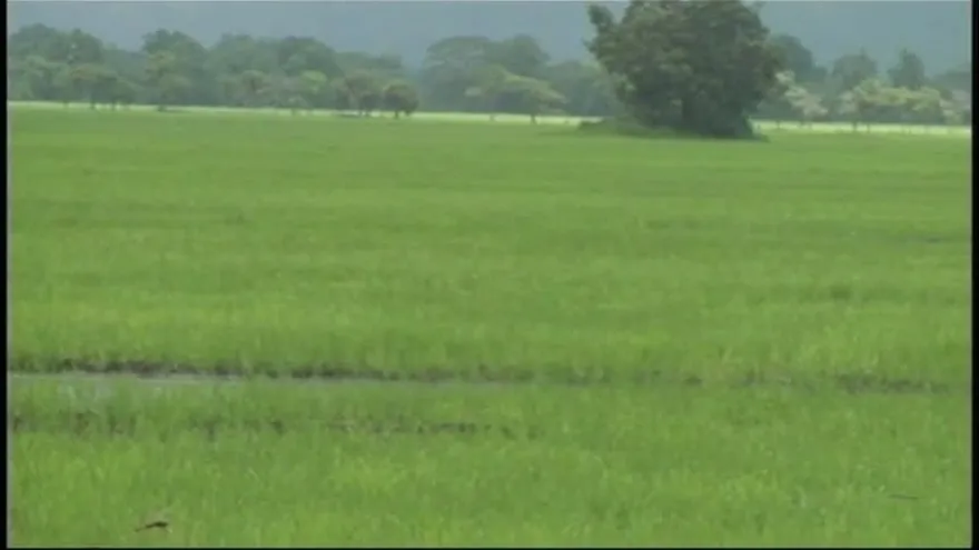 Productores de Azuero temen que se repita la sequía en 2017