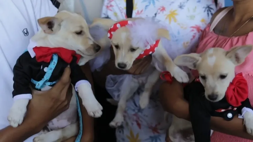 Los perros se visten de gala en la fiesta de San Lázaro