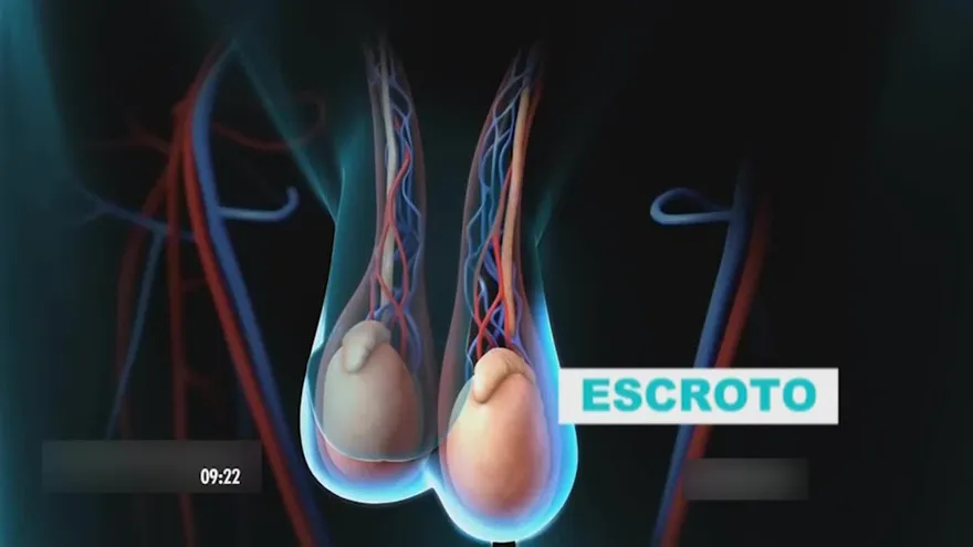 ¿Por qué hay tantos hombres estériles últimamente? ¿Qué está bajando el conteo de espermatozoides?