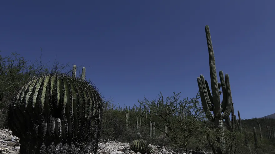 Vista general de la reserva de la biósfera Tehuacán-Cuicatlán, en Zapotitlán Salinas, en Puebla (México)