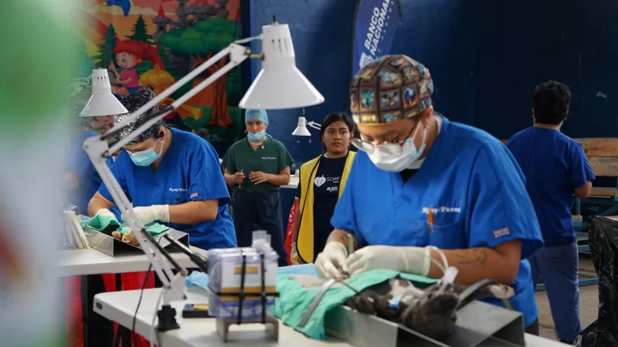 Misión Patitas realizará jornada de esterilización masiva