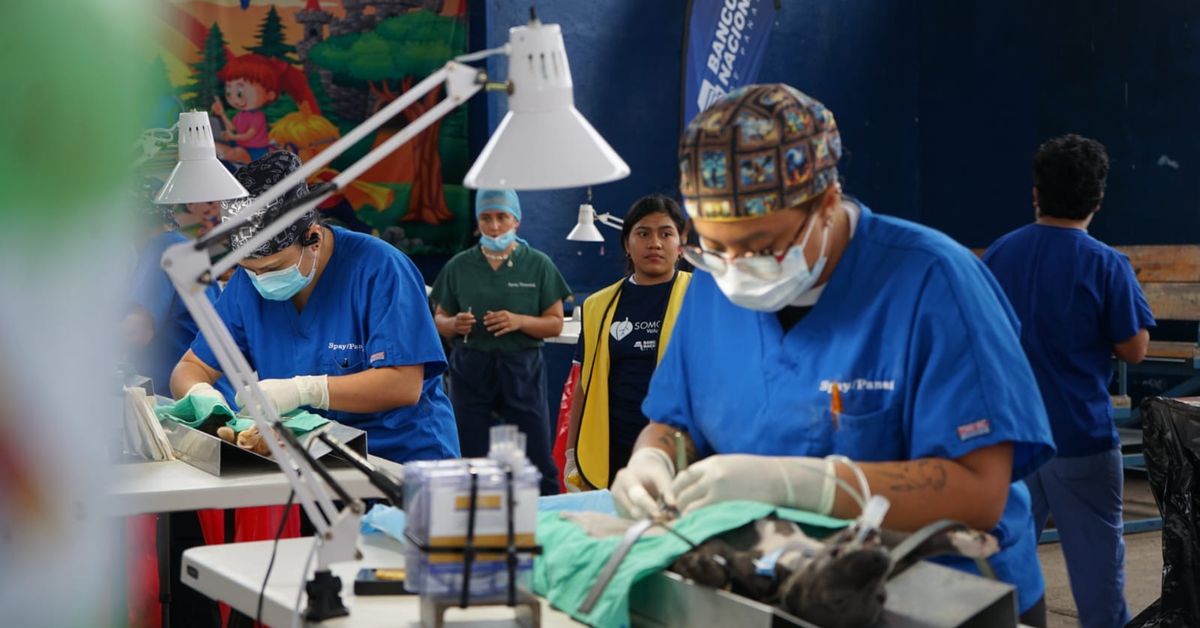 Misión Patitas realizará jornada de esterilización masiva en Metetí el ...