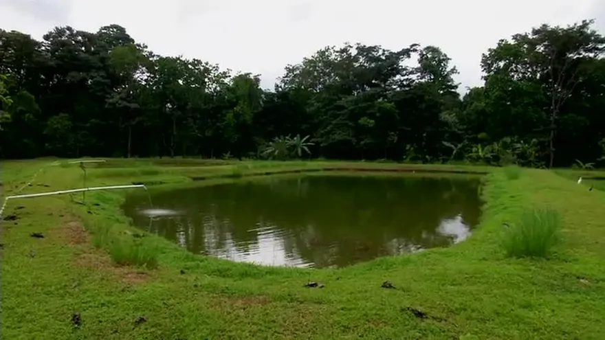 Recorrido de TVN por fincas productoras de tilapia
