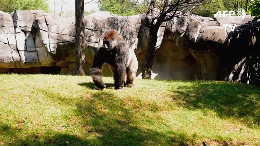 El gorila Bantú muere en zoo de México