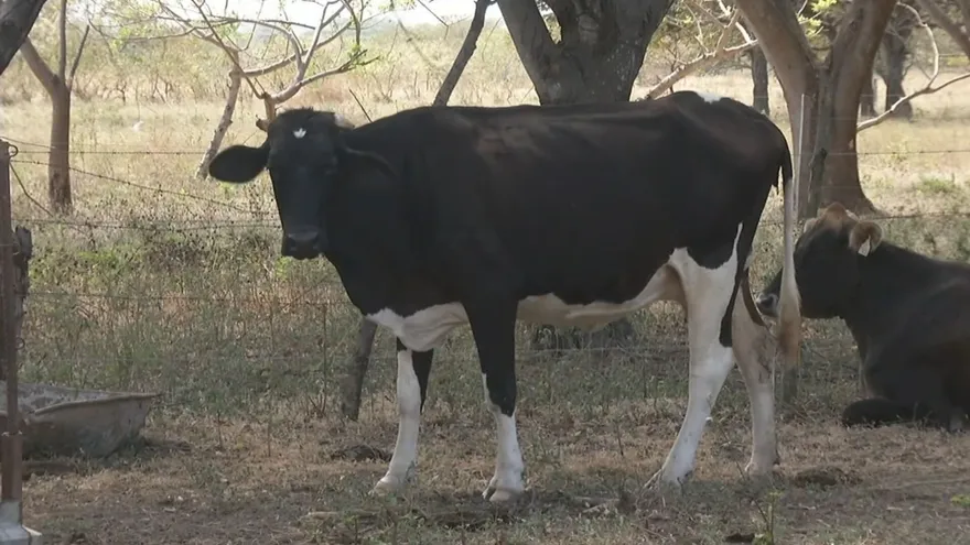 Carne de res aumentará su precio.
