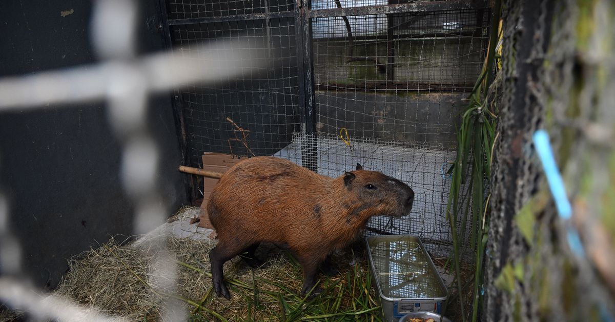 Ocho detenidos por apalear a un capibara en Río de Janeiro