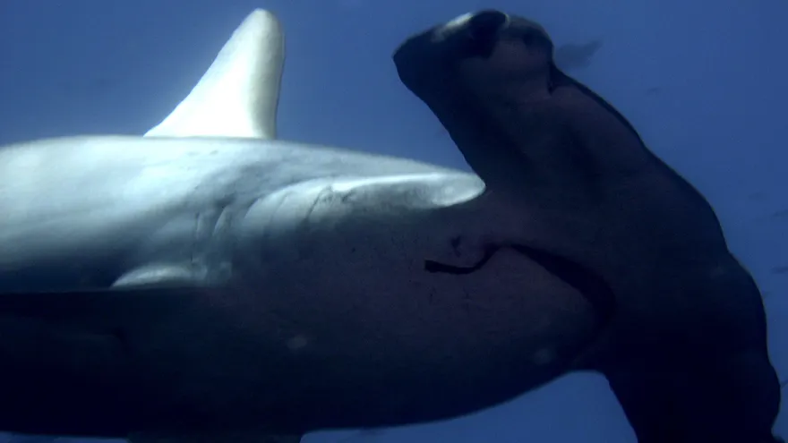 Técnicos de la Dirección de Parque Nacional Galápagos (DPNG) identificaron por primera vez un sitio de crianza de tiburones martillo durante una misión de seguimiento en áreas de frecuentadas por tiburones juveniles.