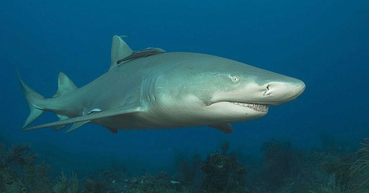 Confirman presencia de tiburón limón en Coiba y revelan zona de crianza en Bocagrande