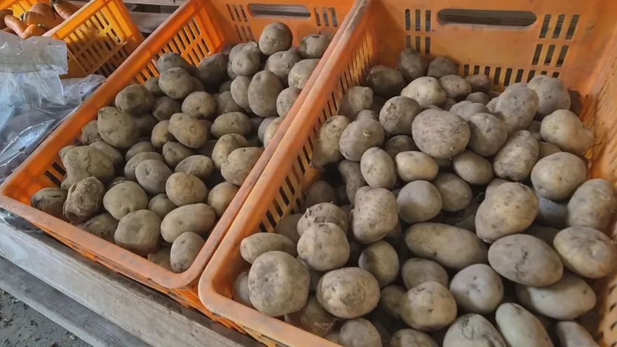 Costos de papa y cebolla no alcanzan para cubrir gastos de producción