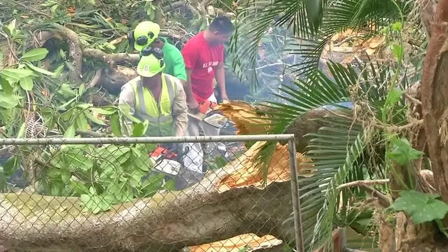 Se incrementa costo en permisos de poda