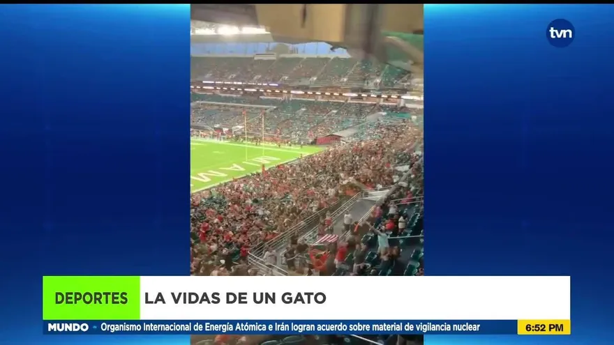 Un gatito se vuelve viral en Estados Unidos